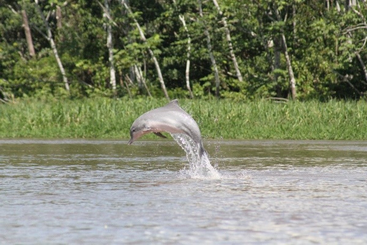 dolphin in Commewijne