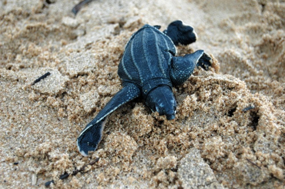 Galibi sea turtle