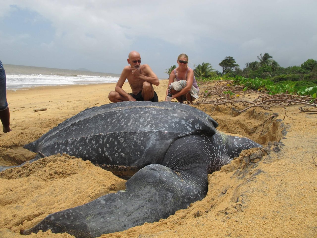 Braamspunt sea turtles night tour