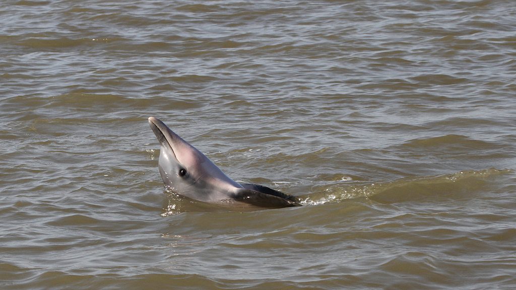 Dolphin spotting – sunset and dolphins tour