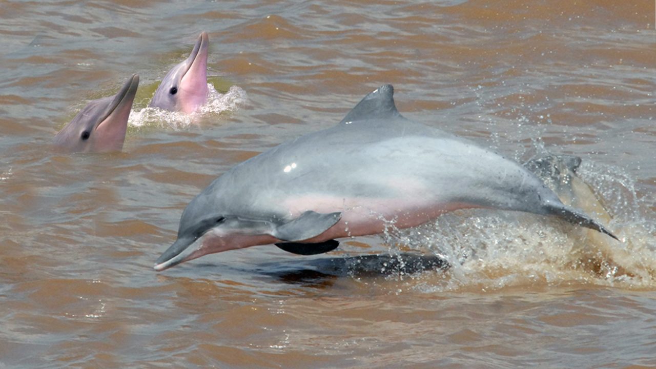 Dolphins and Caimans