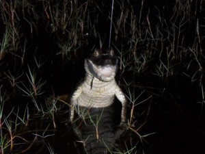 Dolphins and Caimans 1