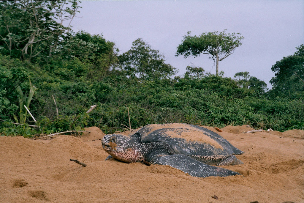 Galibi (sea turtles) and French Guiana, 2 or 3 days
