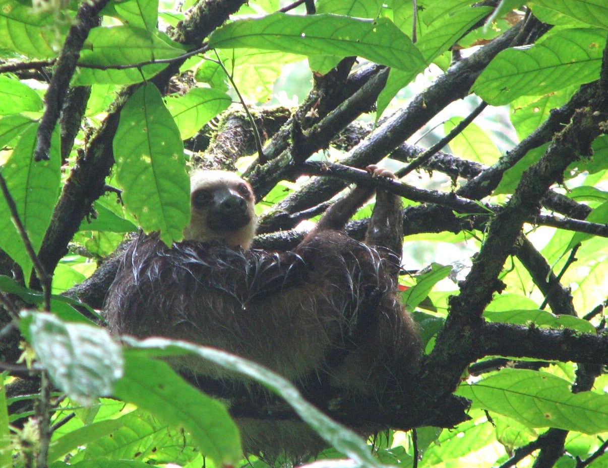 Sloth spotting