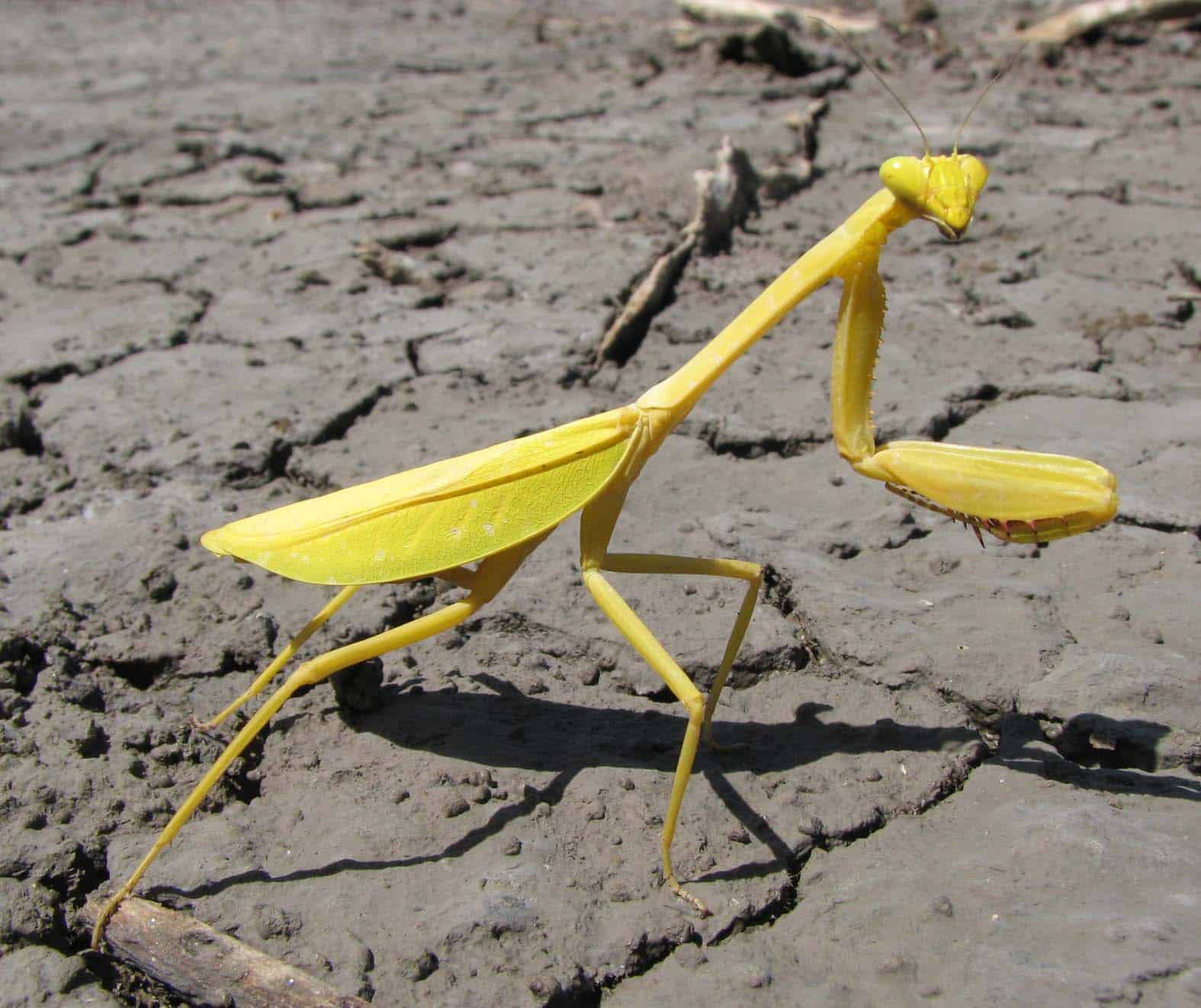 Matapica